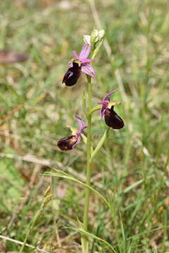 Image of Ophrys ferrum-equinum subsp. gottfriediana (Renz) E. Nelson