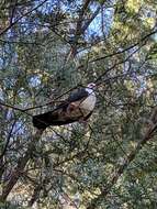 Image of White-headed Pigeon