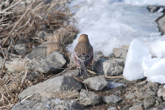 Image of Asian Rosy Finch