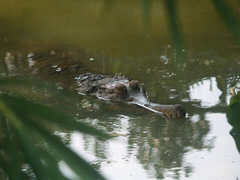 Слика од Tomistoma