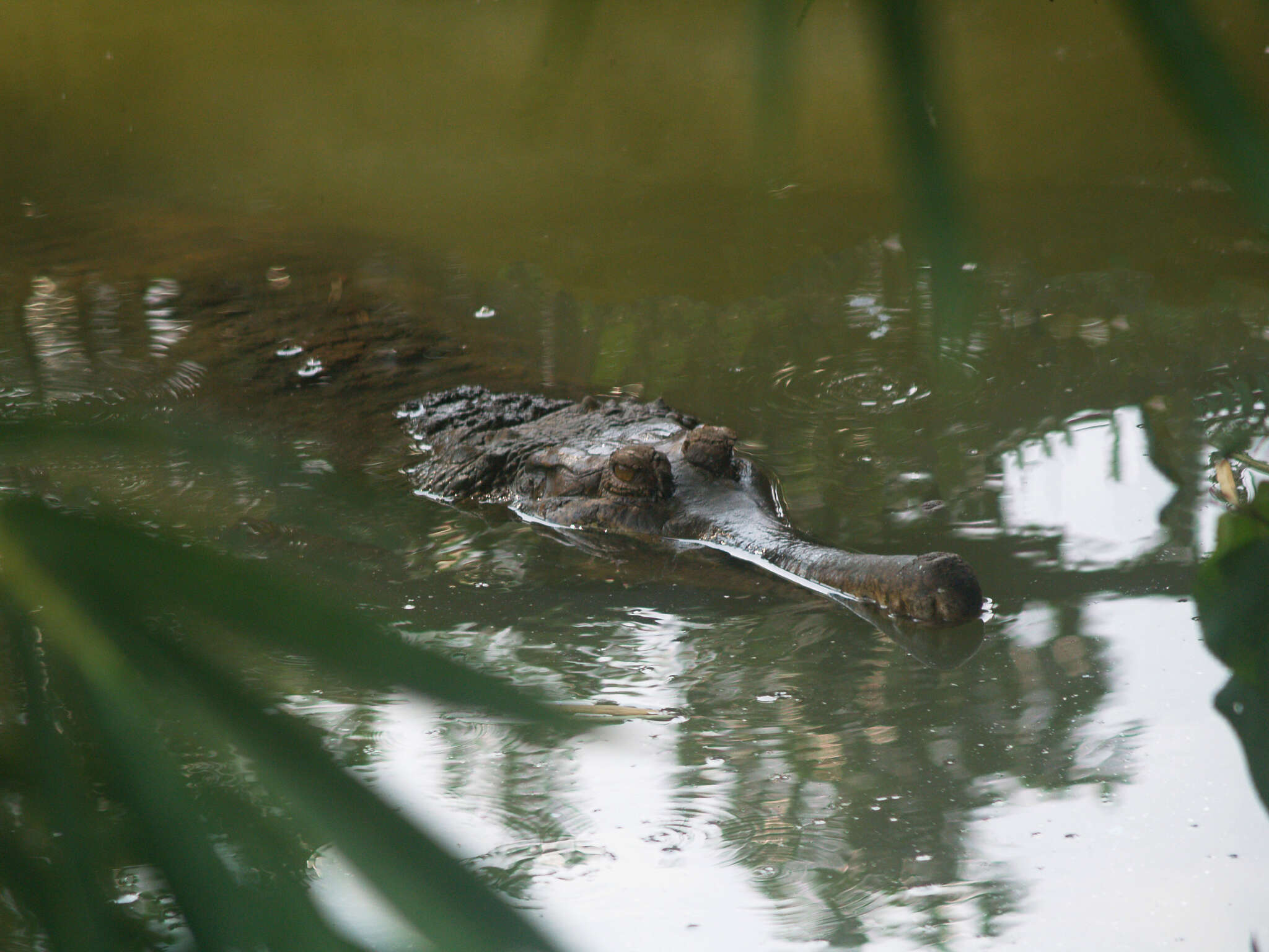 Image of Tomistoma