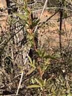 Image of Searsia gueinzii (Sond.) F. A. Barkley