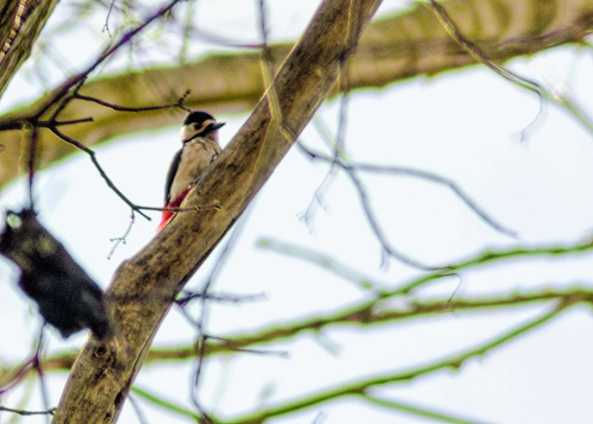 Image of Great Spotted Woodpecker