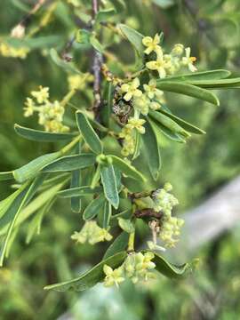 Image of Pimelea microcephala subsp. microcephala