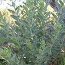 Image of tall silverbush