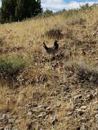 Image of Dusky Grouse