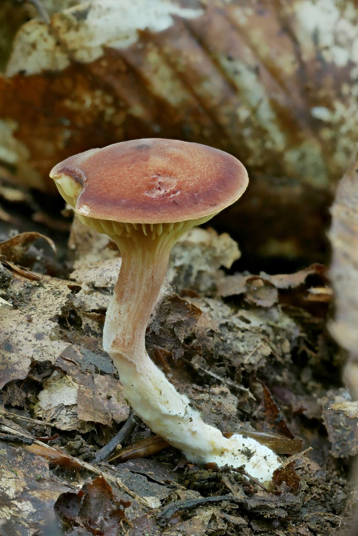 Image of Phylloporus bellus (Massee) Corner 1971