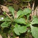 Image de Mazus goodeniifolius (Hornem.) Pennell