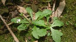 Image of Mazus goodeniifolius (Hornem.) Pennell