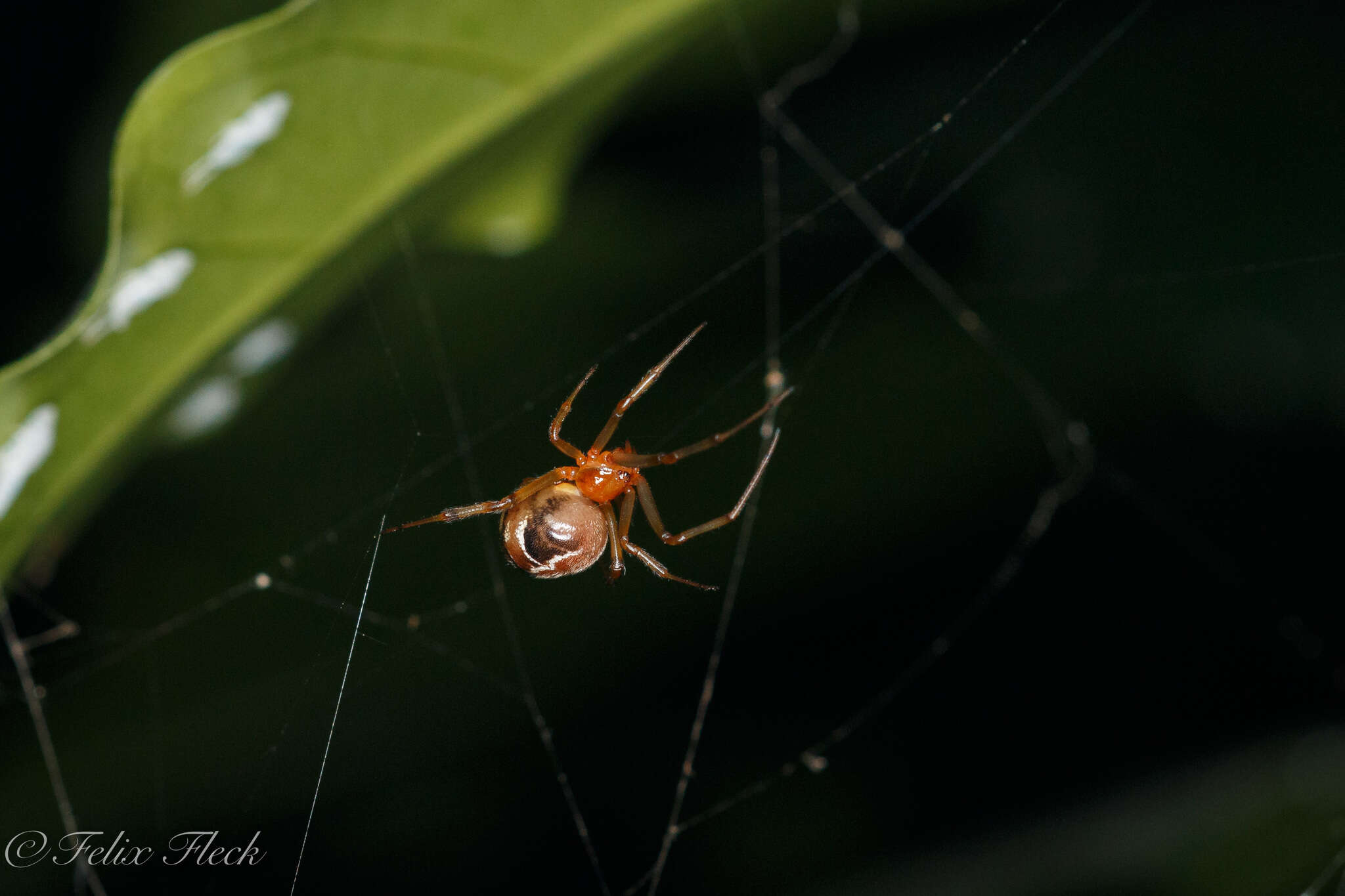 صورة Nihonhimea tesselata (Keyserling 1884)