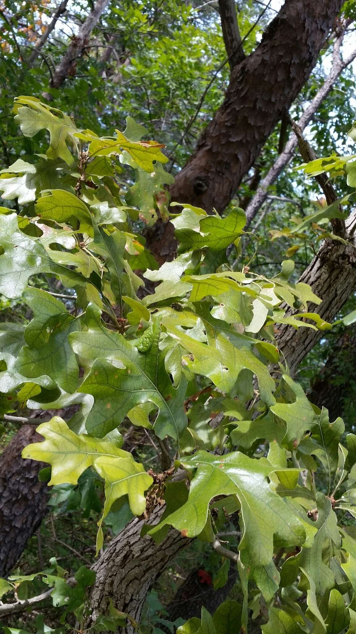 Sivun Quercus stellata Wangenh. kuva