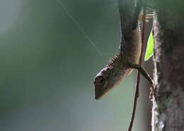 Plancia ëd Calotes liolepis Boulenger 1885