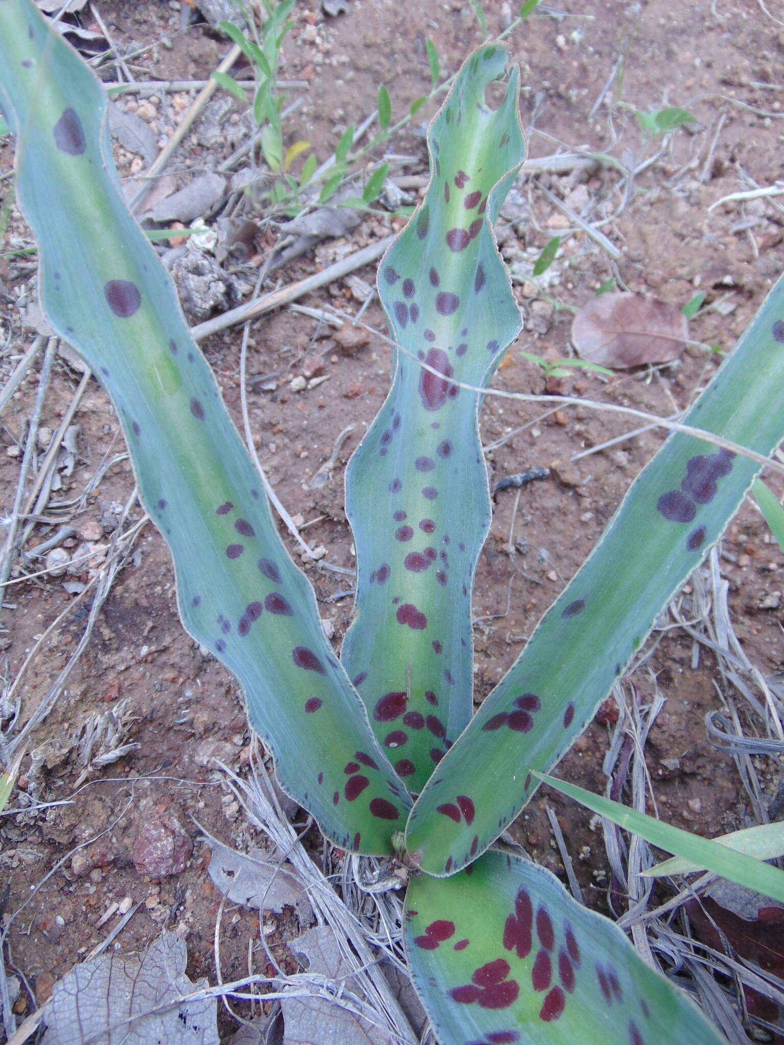 Image de Agave guttata Jacobi & C. D. Bouché