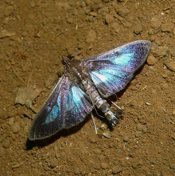 Image of Pickleworm Moth