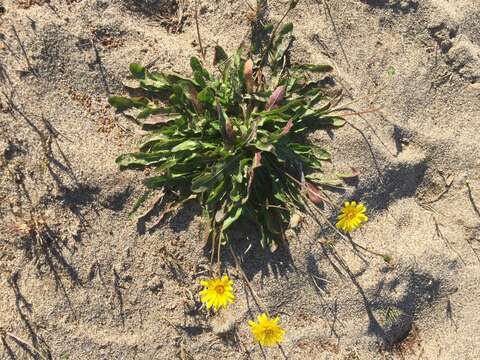 Plancia ëd Agoseris apargioides (Less.) Greene