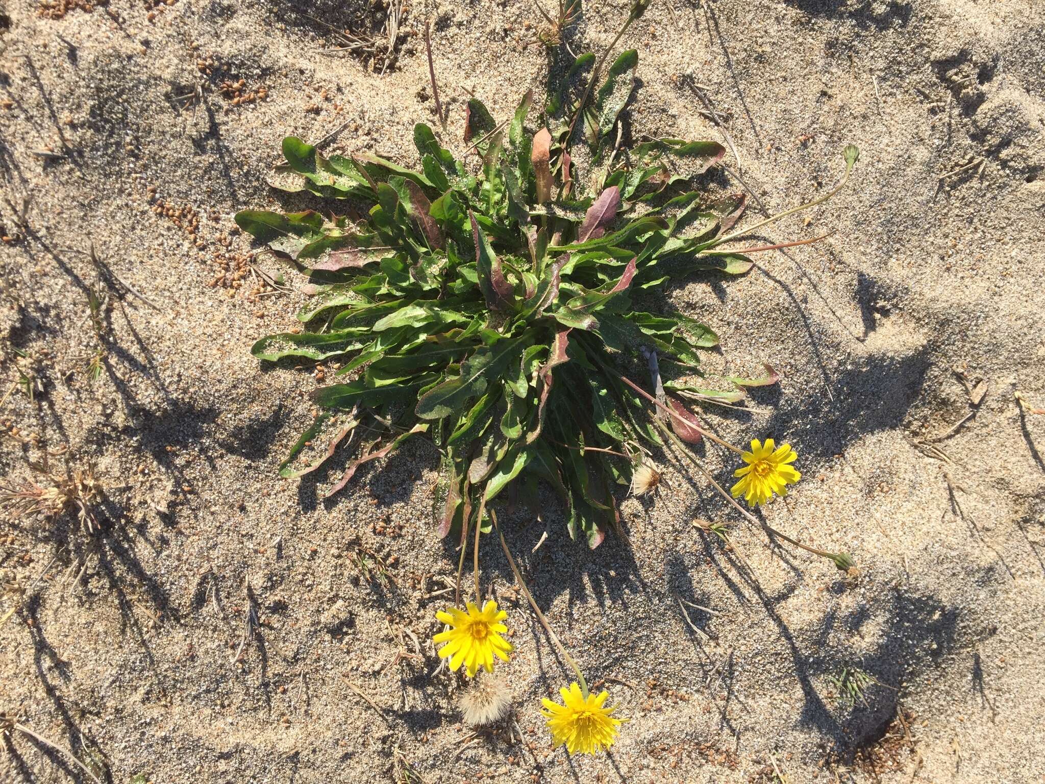 Image of woolly goat chicory