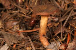 صورة Lactarius atrobadius Hesler & A. H. Sm. 1979