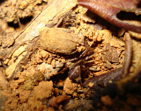 Image of Antmimic spider