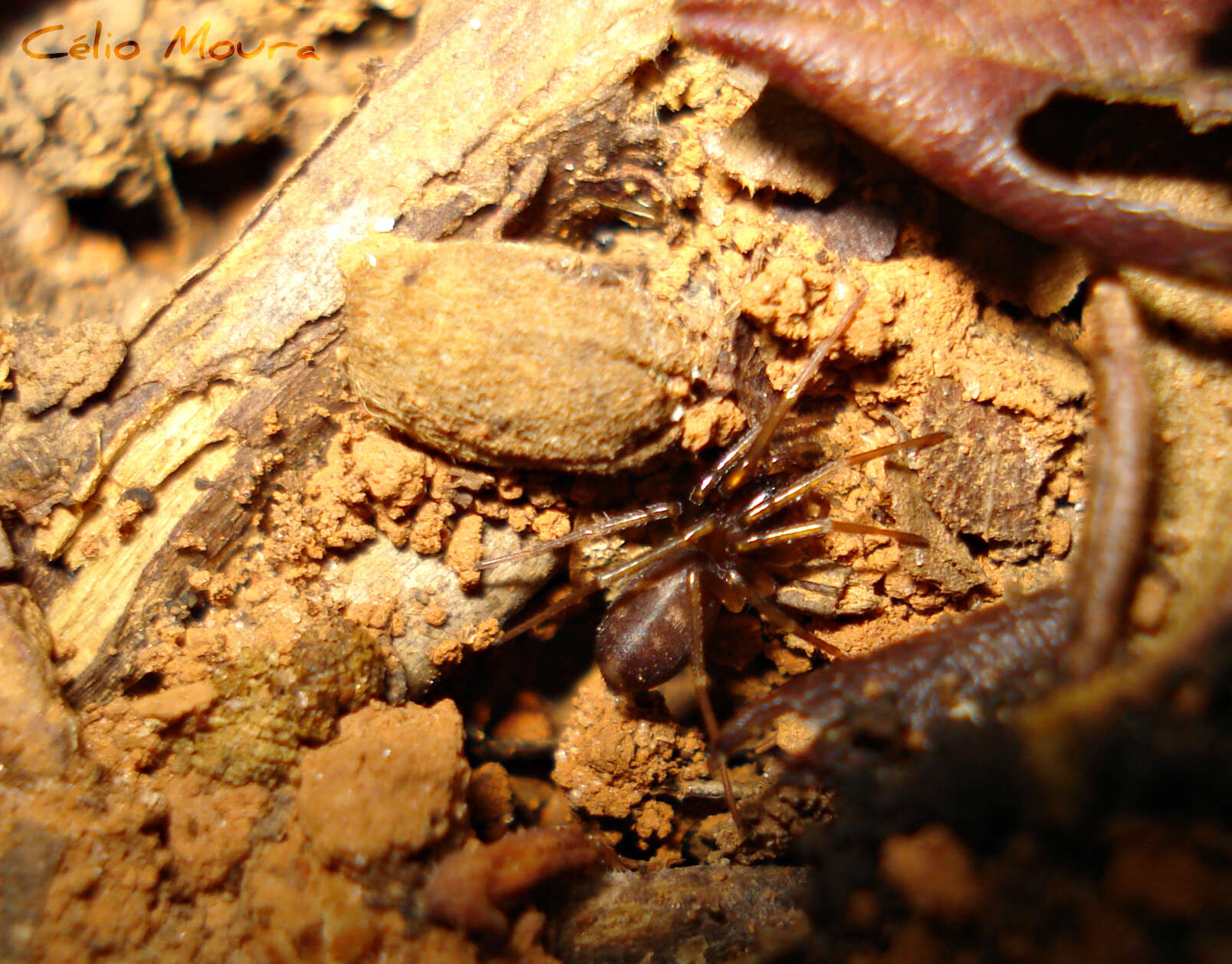 Image of Antmimic spider