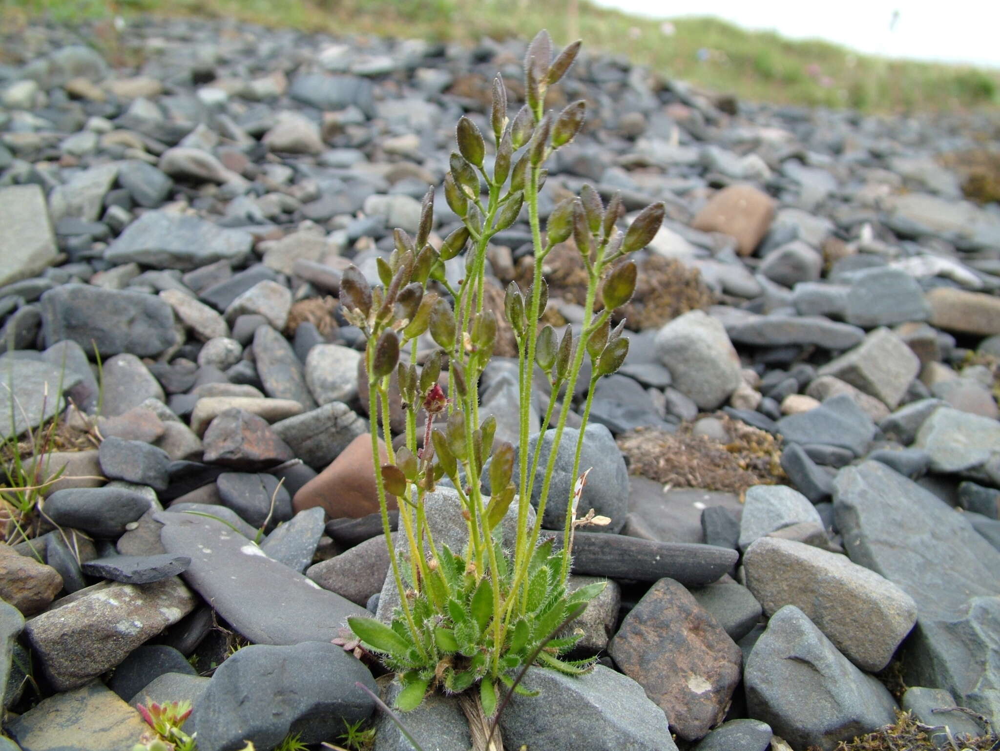 Image of Canadian arctic draba