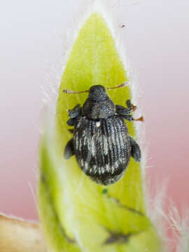 Image of Tachyerges decoratus Redtenbacher & L. 1849