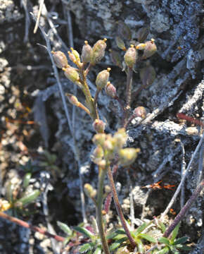 Image of Hairy Braya