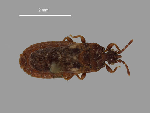Image of <i>Aneurus brouni</i> White 1876