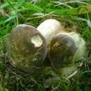 Boletus atkinsonii Peck 1905的圖片