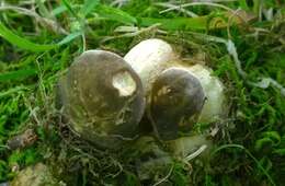 Image of Boletus atkinsonii Peck 1905