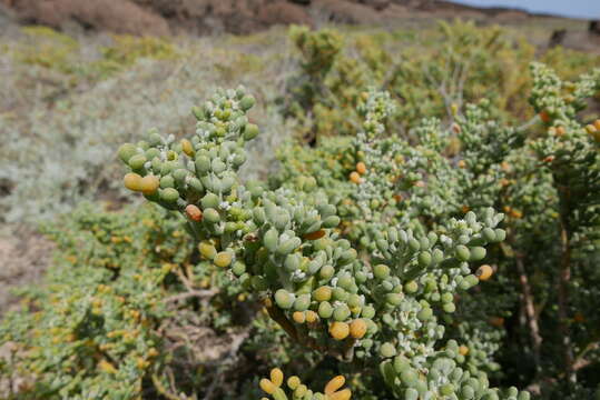 Image de Tetraena fontanesii (Webb & Berthel.) Beier & Thulin