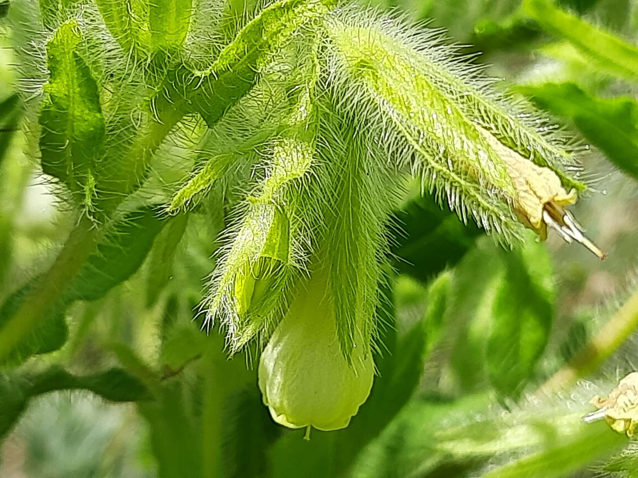 صورة <i>Onosma setosa</i>