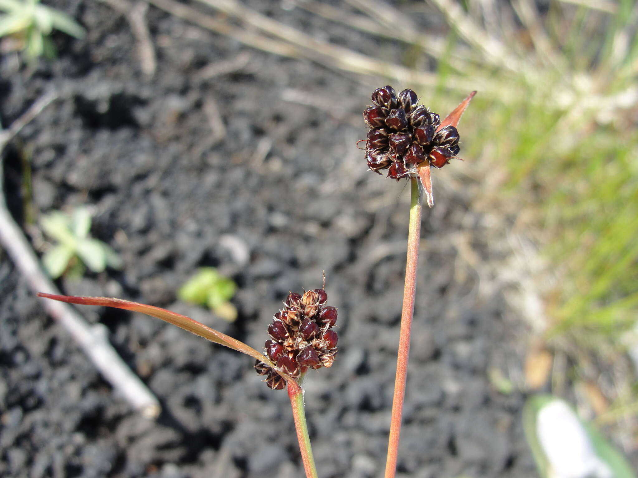 Image of Luzula capitata (Miq. ex Franch. & Sav.) Kom.