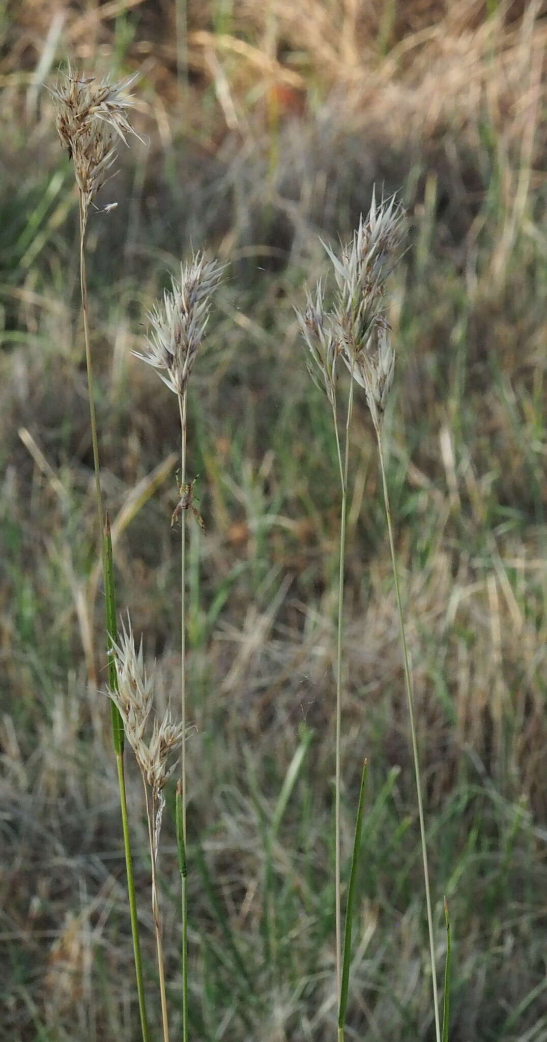 Image of Rytidosperma duttonianum (Cashmore) Connor & Edgar