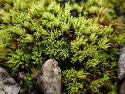 Image of tortella moss