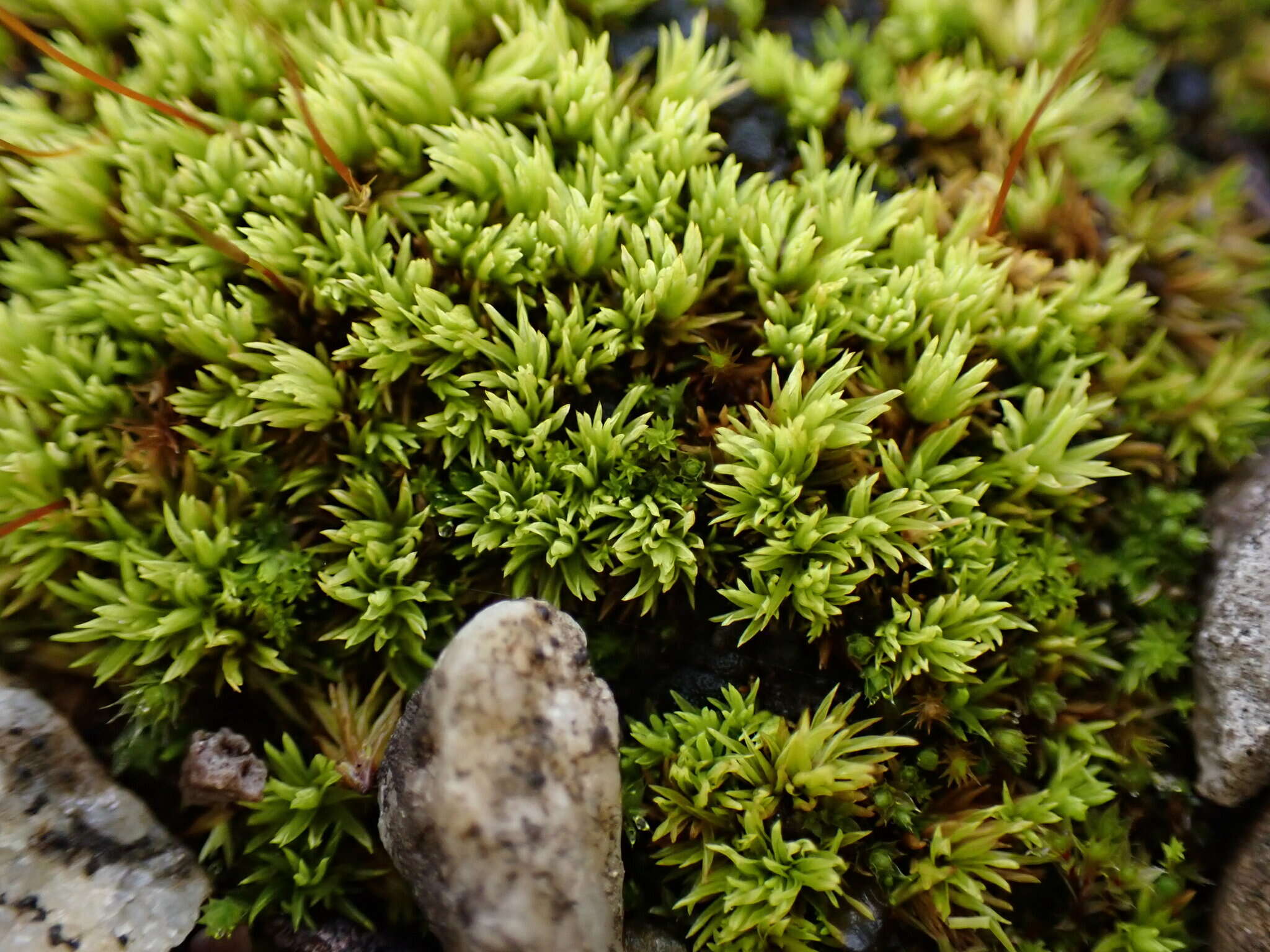 Image of tortella moss