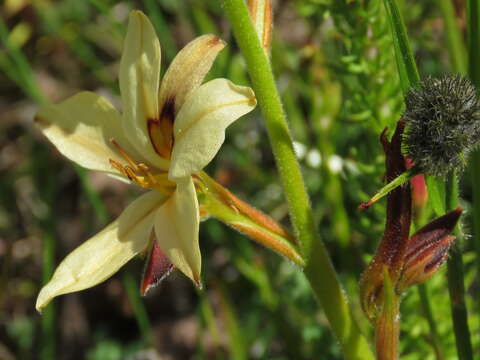 Image of Wachendorfia brachyandra W. F. Barker