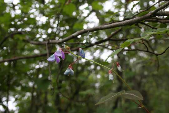 Image of Desmodium leptoclados Hemsl.