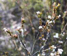 Слика од Leucopogon costatus (F. Muell.) J. Black