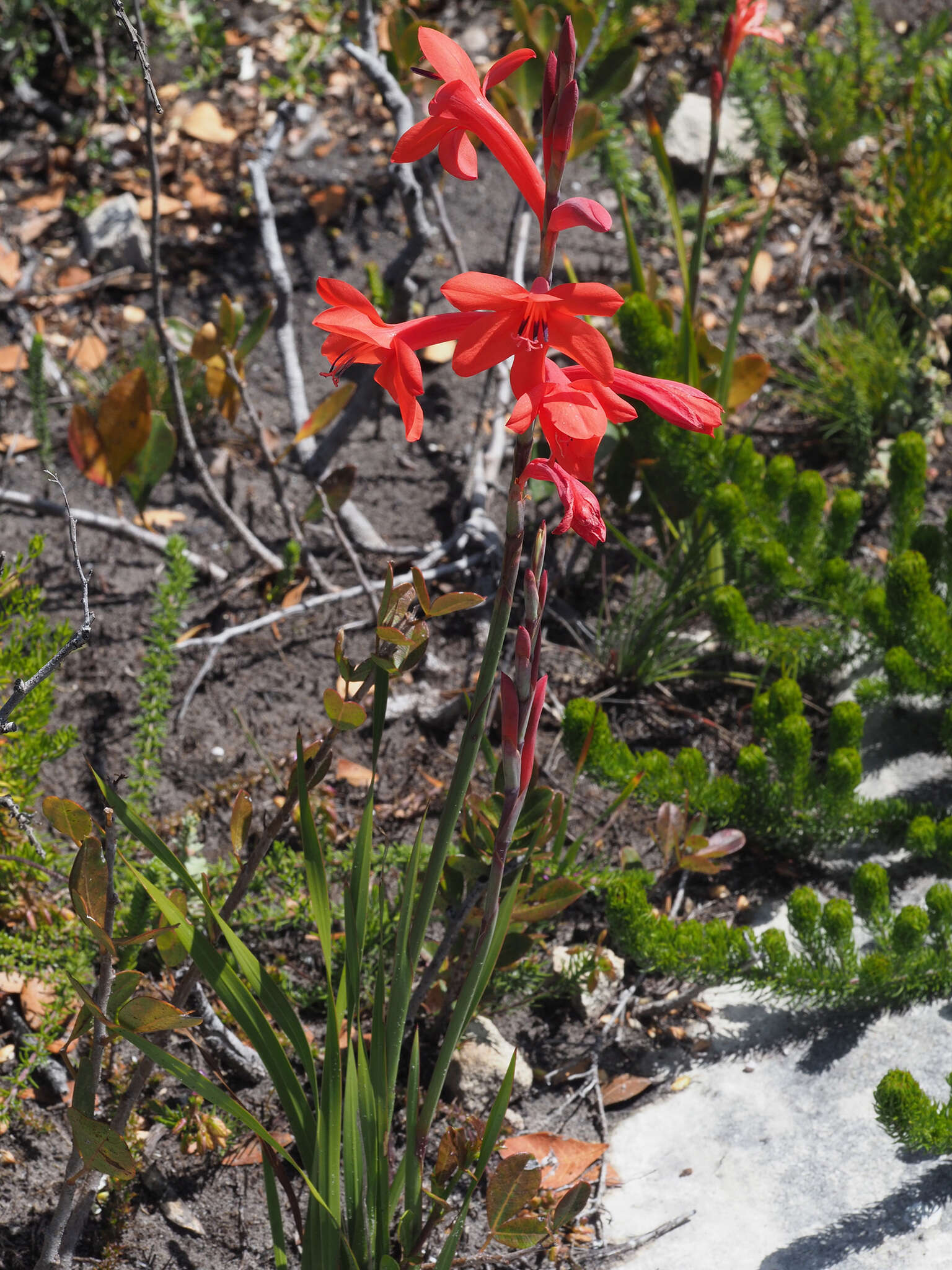 صورة Watsonia stenosiphon L. Bolus