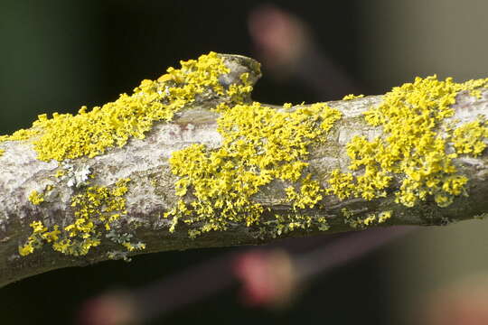 Image of orange wall lichen