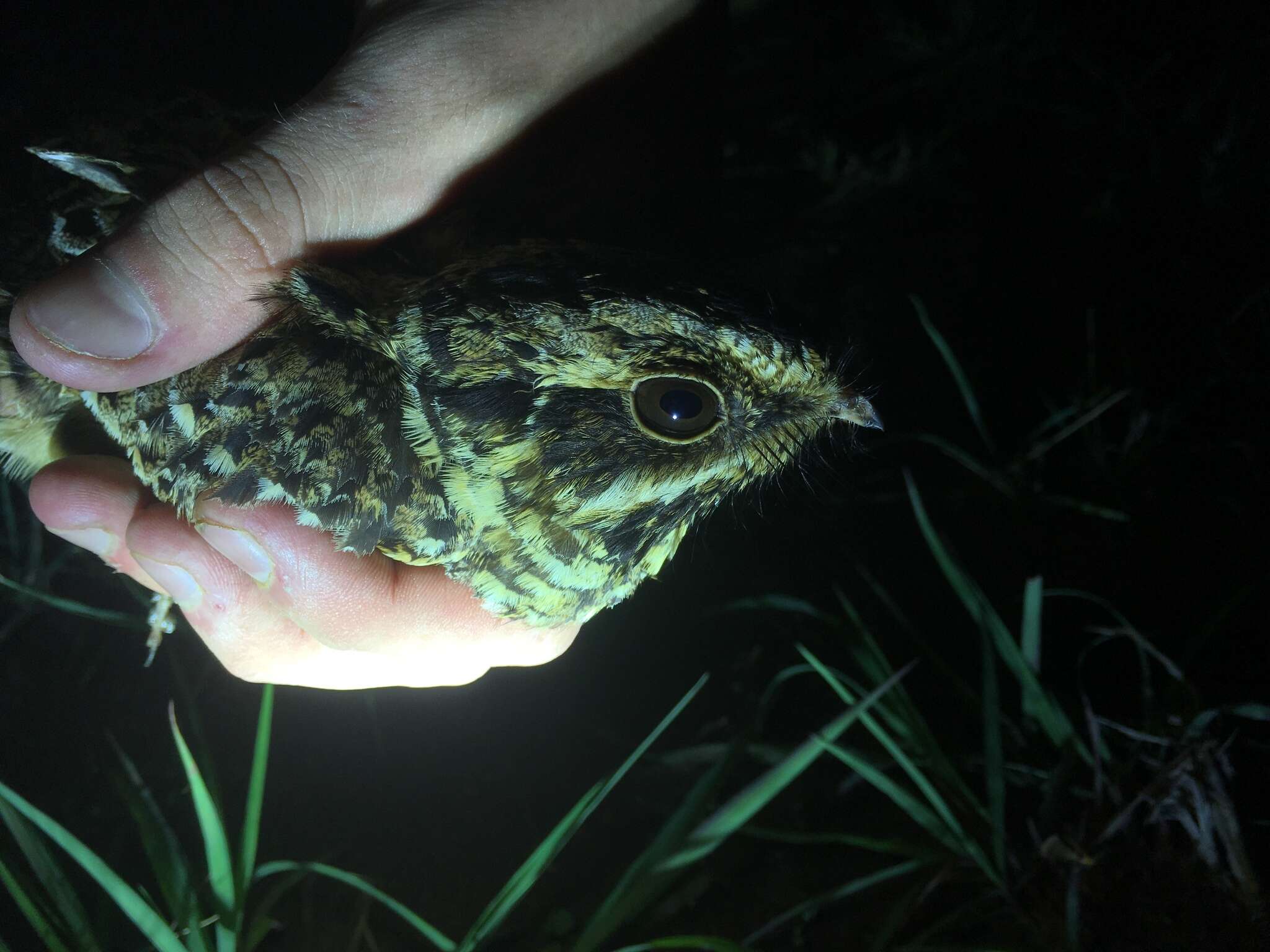 Image of Natal Nightjar