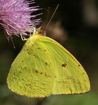 Image of Cloudless Sulphur