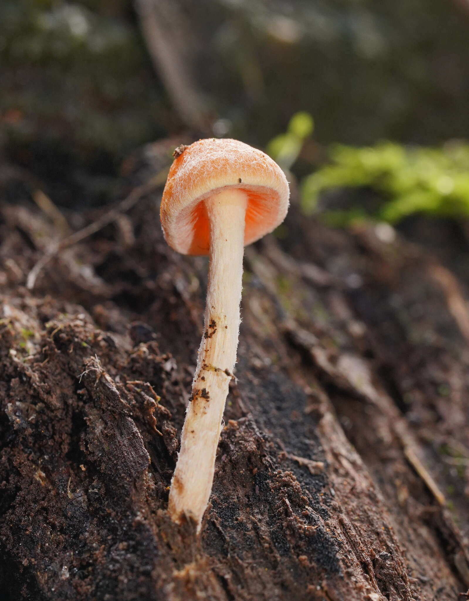 Image of Hypholoma fasciculare var. armeniacum (Y. S. Chang & A. K. Mills) Y. S. Chang, A. K. Mills, G. M. Gates & Ratkowsky