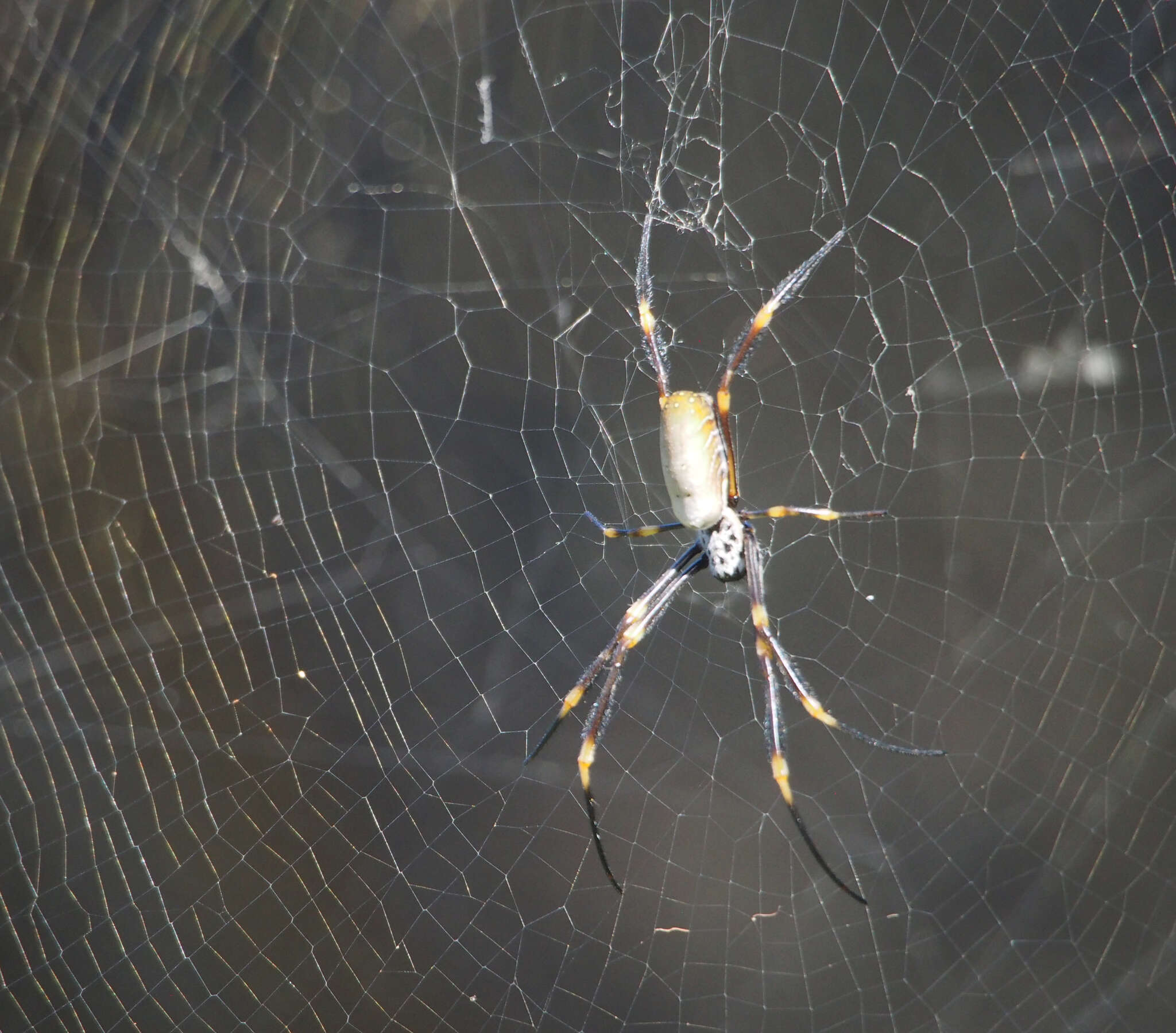 صورة Trichonephila plumipes (Latreille 1804)