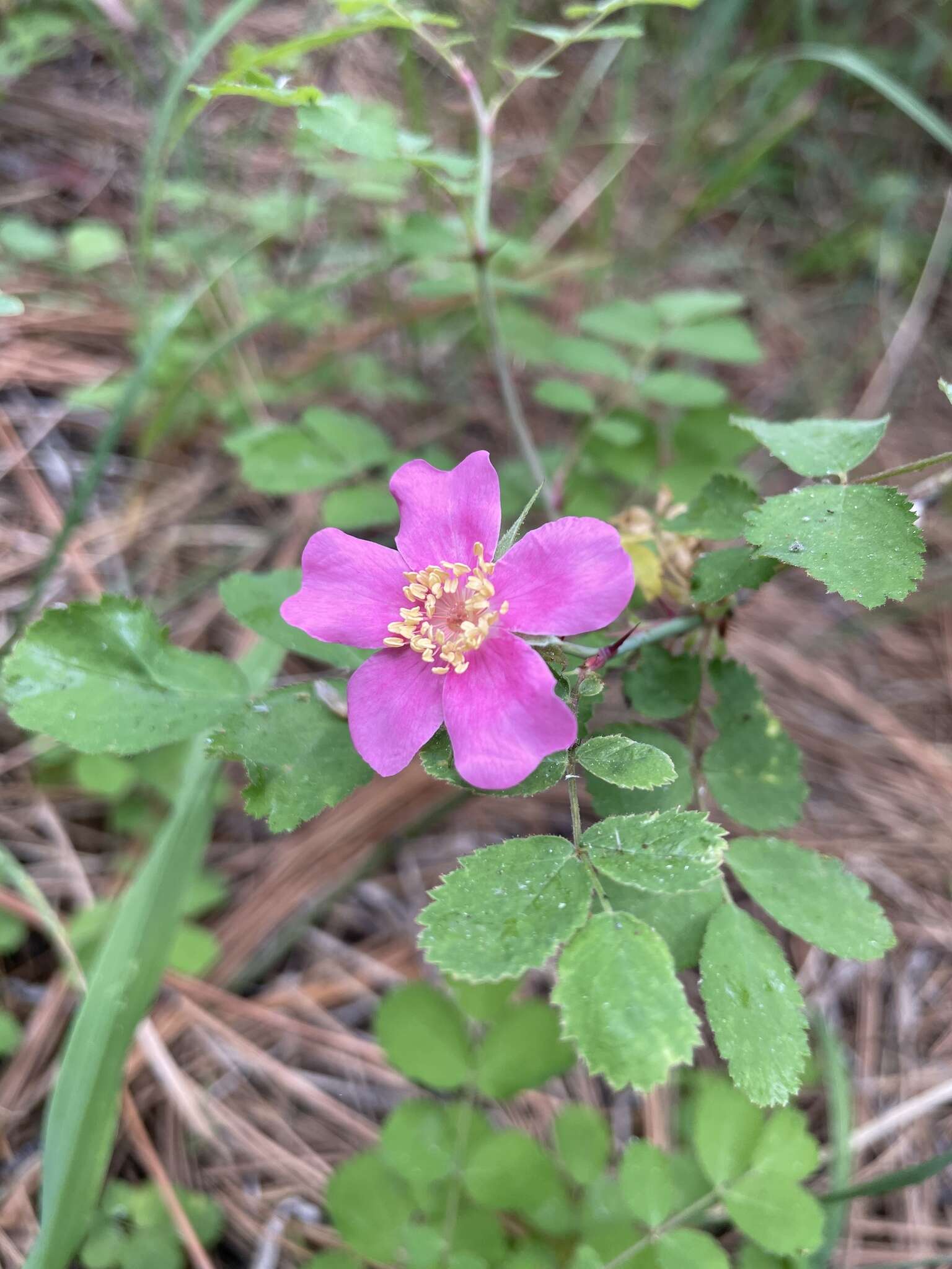 Rosa bridgesii Crepin ex Rydb. resmi