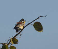 Imagem de Emberiza flaviventris Stephens 1815