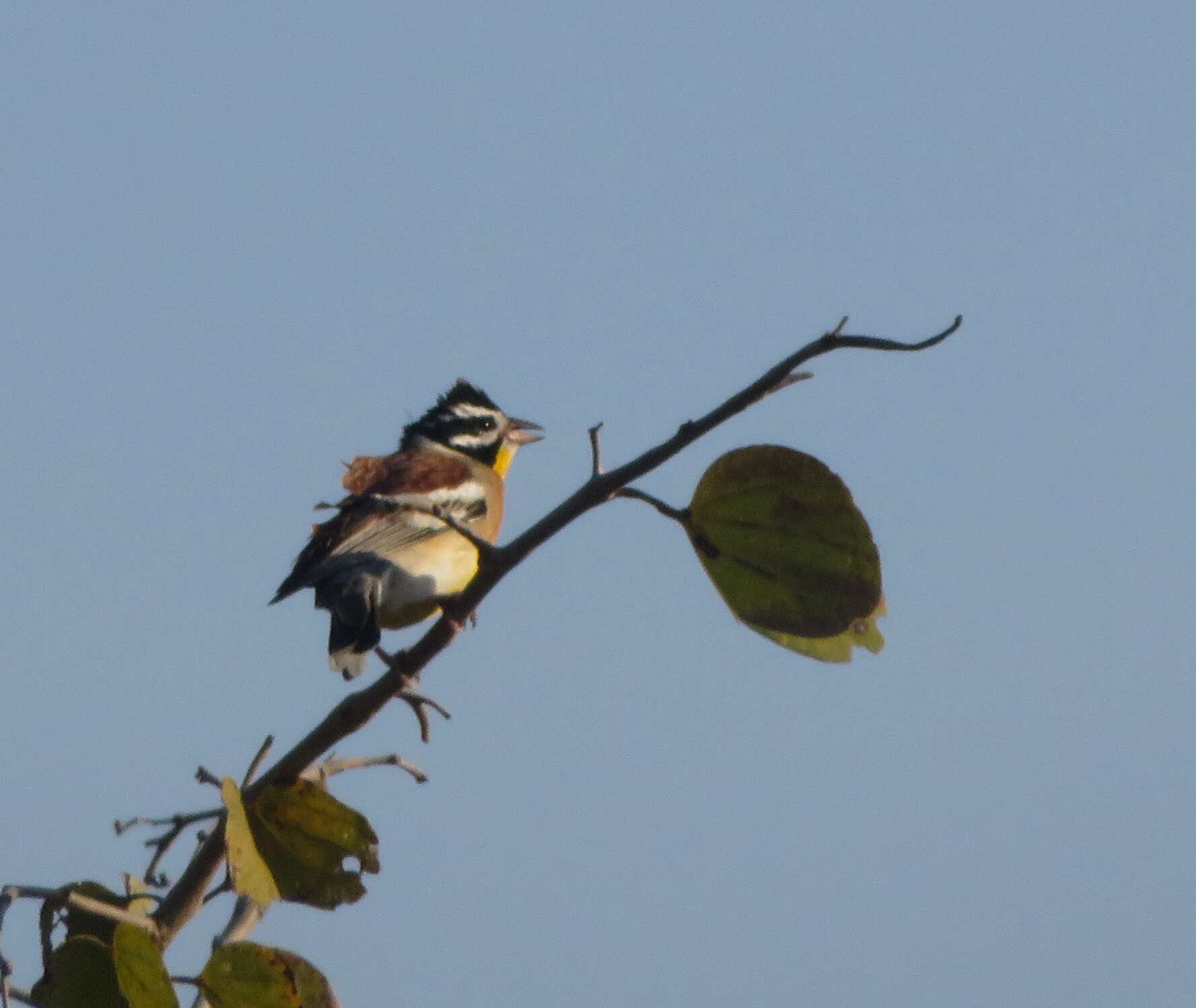 Imagem de Emberiza flaviventris Stephens 1815