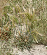 Image of Hordeum jubatum L.