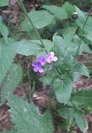 Imagem de Hesperis pycnotricha Borbás