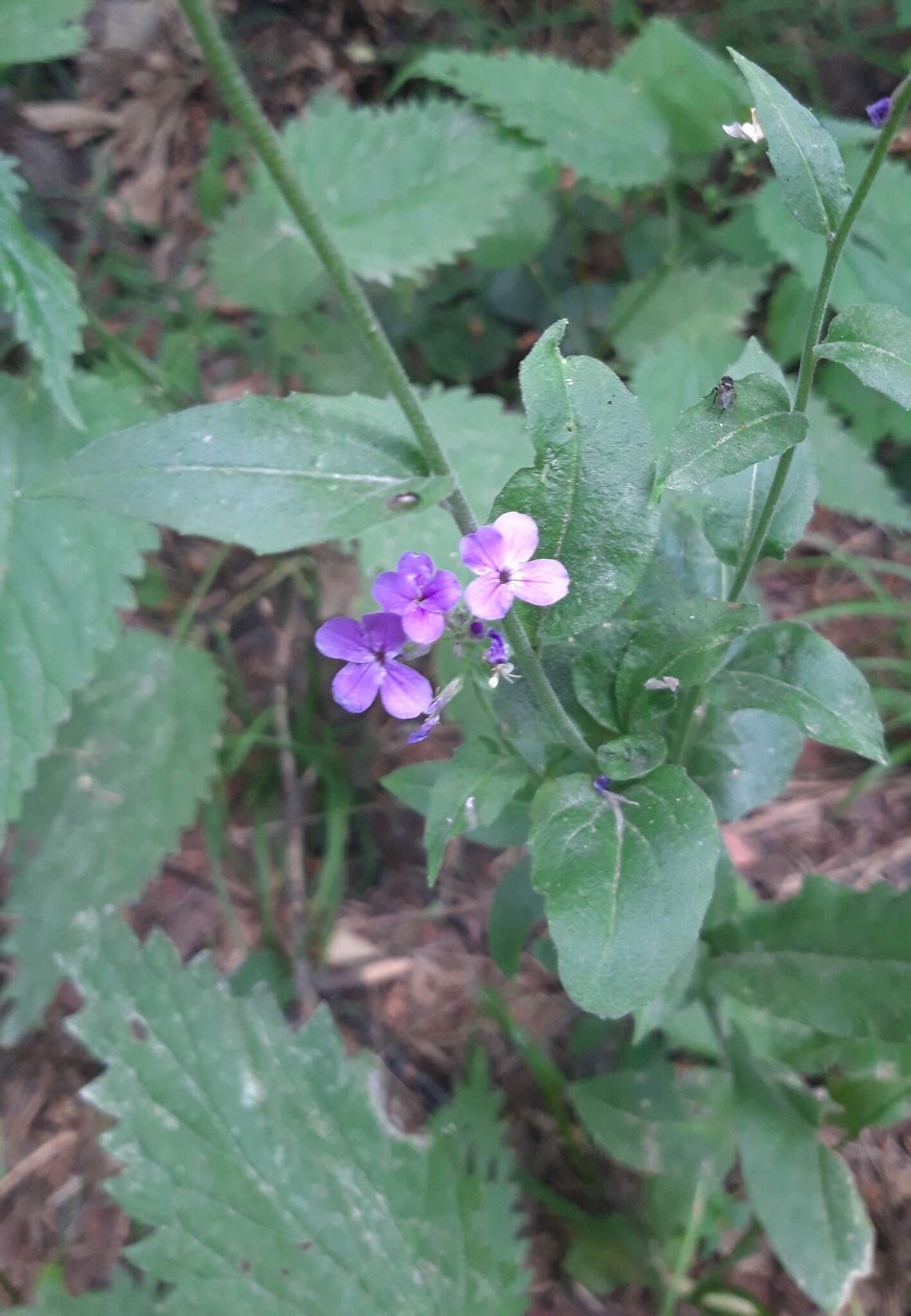 Imagem de Hesperis pycnotricha Borbás